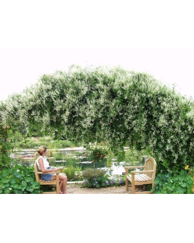 Фаллопія Ауберта (Горець) | Polygonum aubertii | Фаллопия Ауберта (Горец)