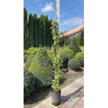 Фаллопія Ауберта (Горець) | Polygonum aubertii | Фаллопия Ауберта (Горец)