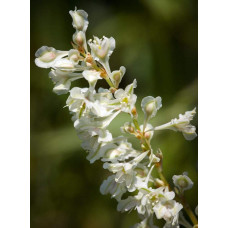 Фаллопія Ауберта (Горець) | Polygonum aubertii | Фаллопия Ауберта (Горец)