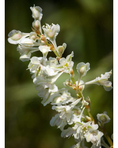 Фаллопія Ауберта (Горець) | Polygonum aubertii | Фаллопия Ауберта (Горец)