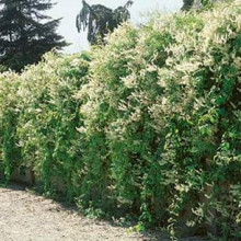 Фаллопія Ауберта (Горець) | Polygonum aubertii | Фаллопия Ауберта (Горец)