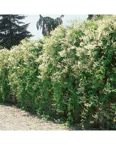 Фаллопія Ауберта (Горець) | Polygonum aubertii | Фаллопия Ауберта (Горец)