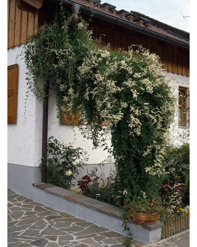 Фаллопія Ауберта (Горець) | Polygonum aubertii | Фаллопия Ауберта (Горец)