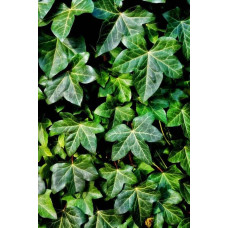 Плющ звичайний Грін Ріпл | Hedera helix Green Ripple | Плющ обыкновенный Грин Рипл