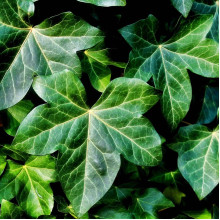 Плющ звичайний Грін Ріпл | Hedera helix Green Ripple | Плющ обыкновенный Грин Рипл