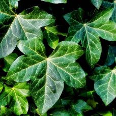 Плющ звичайний Грін Ріпл | Hedera helix Green Ripple | Плющ обыкновенный Грин Рипл