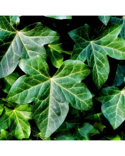 Плющ звичайний Грін Ріпл | Hedera helix Green Ripple | Плющ обыкновенный Грин Рипл