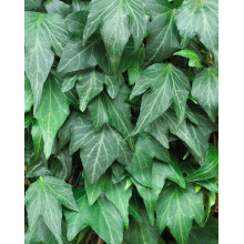 Плющ звичайний Грін Ріпл | Hedera helix Green Ripple | Плющ обыкновенный Грин Рипл