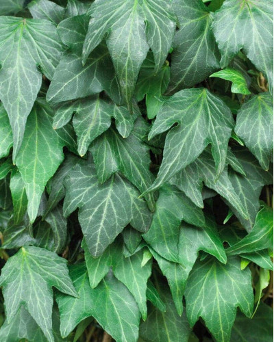 Плющ звичайний Грін Ріпл | Hedera helix Green Ripple | Плющ обыкновенный Грин Рипл