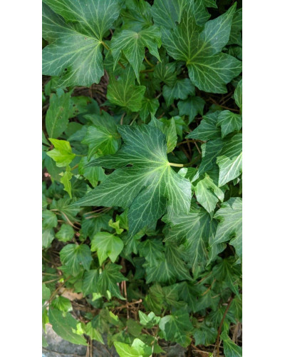 Плющ звичайний Грін Ріпл | Hedera helix Green Ripple | Плющ обыкновенный Грин Рипл