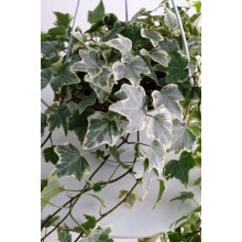 Плющ звичайний Варієгата | Hedera helix Variegata | Плющ обыкновенный Вариегата
