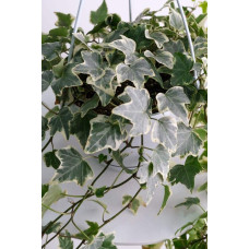 Плющ звичайний Варієгата | Hedera helix Variegata | Плющ обыкновенный Вариегата