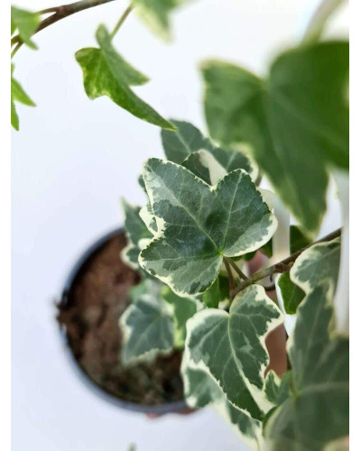 Плющ звичайний Варієгата | Hedera helix Variegata | Плющ обыкновенный Вариегата