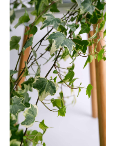 Плющ звичайний Варієгата | Hedera helix Variegata | Плющ обыкновенный Вариегата