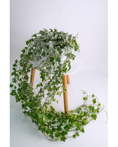 Плющ звичайний Варієгата | Hedera helix Variegata | Плющ обыкновенный Вариегата