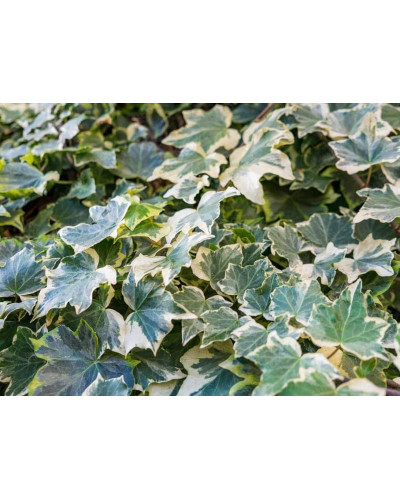 Плющ звичайний Варієгата | Hedera helix Variegata | Плющ обыкновенный Вариегата