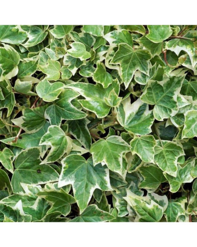 Плющ звичайний Варієгата | Hedera helix Variegata | Плющ обыкновенный Вариегата