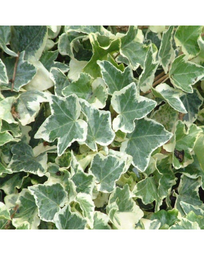 Плющ звичайний Варієгата | Hedera helix Variegata | Плющ обыкновенный Вариегата