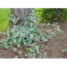 Плющ звичайний Варієгата | Hedera helix Variegata | Плющ обыкновенный Вариегата