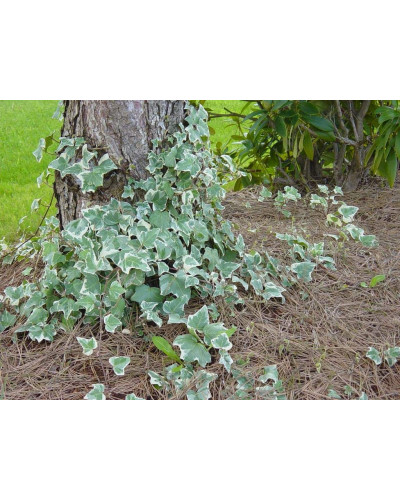 Плющ звичайний Варієгата | Hedera helix Variegata | Плющ обыкновенный Вариегата
