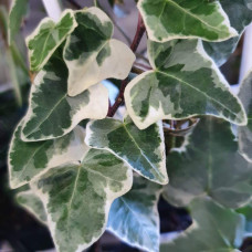 Плющ звичайний Варієгата | Hedera helix Variegata | Плющ обыкновенный Вариегата