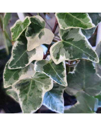Плющ звичайний Варієгата | Hedera helix Variegata | Плющ обыкновенный Вариегата