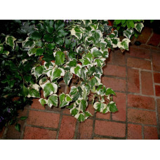 Плющ звичайний Варієгата | Hedera helix Variegata | Плющ обыкновенный Вариегата