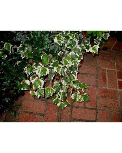 Плющ звичайний Варієгата | Hedera helix Variegata | Плющ обыкновенный Вариегата