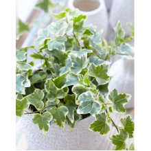 Плющ звичайний Варієгата | Hedera helix Variegata | Плющ обыкновенный Вариегата