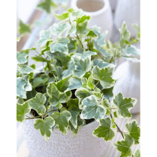 Плющ звичайний Варієгата | Hedera helix Variegata | Плющ обыкновенный Вариегата