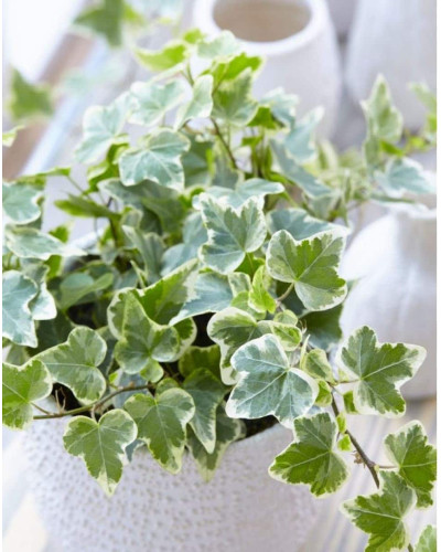 Плющ звичайний Варієгата | Hedera helix Variegata | Плющ обыкновенный Вариегата