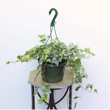 Плющ звичайний Варієгата | Hedera helix Variegata | Плющ обыкновенный Вариегата