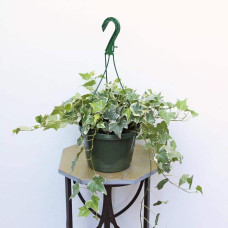 Плющ звичайний Варієгата | Hedera helix Variegata | Плющ обыкновенный Вариегата