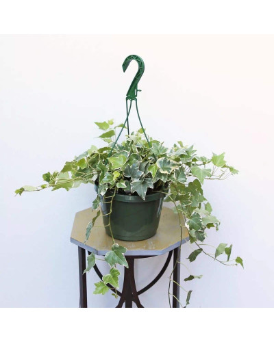 Плющ звичайний Варієгата | Hedera helix Variegata | Плющ обыкновенный Вариегата