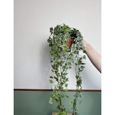 Плющ звичайний Варієгата | Hedera helix Variegata | Плющ обыкновенный Вариегата