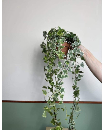 Плющ звичайний Варієгата | Hedera helix Variegata | Плющ обыкновенный Вариегата
