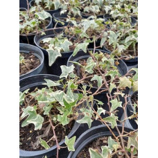 Плющ звичайний Варієгата | Hedera helix Variegata | Плющ обыкновенный Вариегата