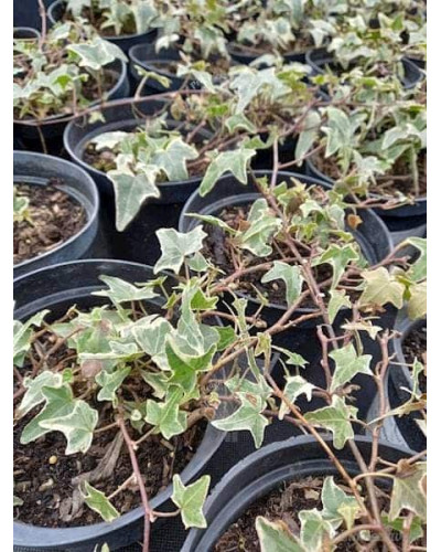 Плющ звичайний Варієгата | Hedera helix Variegata | Плющ обыкновенный Вариегата