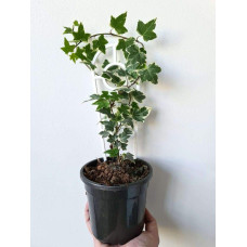 Плющ звичайний Варієгата | Hedera helix Variegata | Плющ обыкновенный Вариегата
