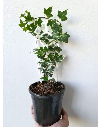 Плющ звичайний Варієгата | Hedera helix Variegata | Плющ обыкновенный Вариегата