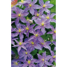 Ломиніс / Клематіс Джуста | Clematis Justa | Ломонос / Клематис Джуста