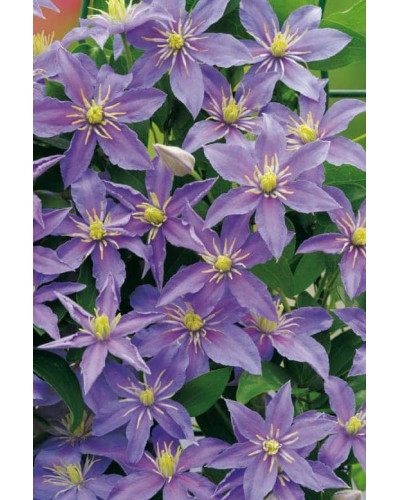 Ломиніс / Клематіс Джуста | Clematis Justa | Ломонос / Клематис Джуста