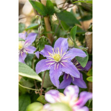 Ломиніс / Клематіс Джуста | Clematis Justa | Ломонос / Клематис Джуста