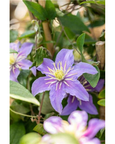 Ломиніс / Клематіс Джуста | Clematis Justa | Ломонос / Клематис Джуста