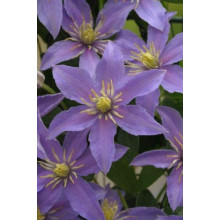Ломиніс / Клематіс Джуста | Clematis Justa | Ломонос / Клематис Джуста