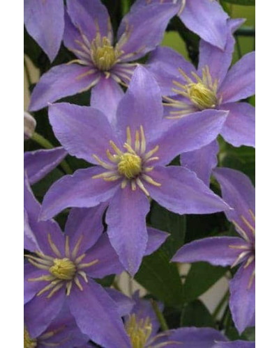 Ломиніс / Клематіс Джуста | Clematis Justa | Ломонос / Клематис Джуста