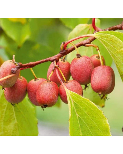 Актинідія аргута Кенс Ред міні ківі | Actinidia arguta ’Ken’s Red’ | Актинидия аргута Кенс Ред мини киви