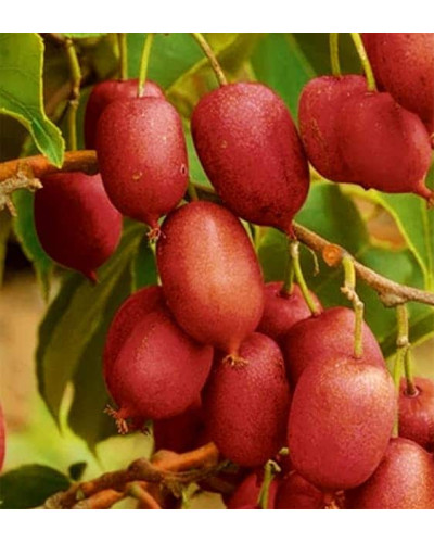 Актинідія аргута Кенс Ред міні ківі | Actinidia arguta ’Ken’s Red’ | Актинидия аргута Кенс Ред мини киви