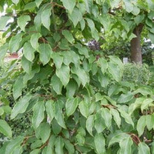 Актинідія аргута Кенс Ред міні ківі | Actinidia arguta ’Ken’s Red’ | Актинидия аргута Кенс Ред мини киви