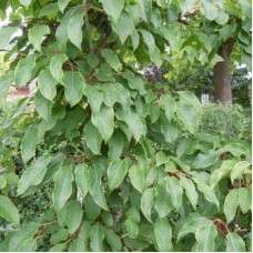 Актинідія аргута Кенс Ред міні ківі | Actinidia arguta ’Ken’s Red’ | Актинидия аргута Кенс Ред мини киви